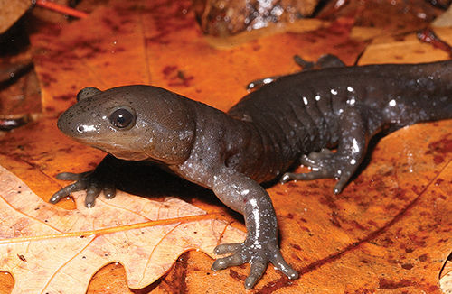 Catch the spring action at a vernal pool near you